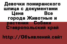 Девочки помиранского шпица с документами › Цена ­ 23 000 - Все города Животные и растения » Собаки   . Ставропольский край